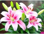 百合花进价多少钱一支