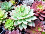 植物多肉怎么养殖方法