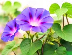 牵牛花什么时候才开花