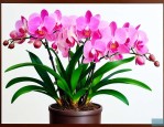 兰花怎么养 兰花如何浇水
