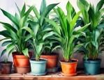 最吸甲醛容易养活的植物
