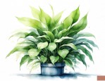 啥植物能净化空气