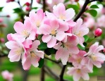 宝坻海棠雅著最新消息