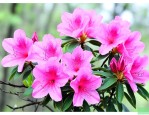 大兴安岭杜鹃花的简介
