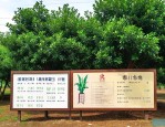 樟树中药材市场价格表