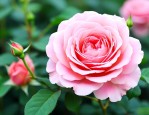 好养的月季花品种有哪些