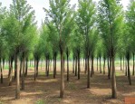 丛生朴树15公分价格