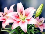 香水百合的花语和寓意