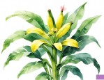 香蕉几月开花