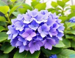2025年蓝色绣球花的花语