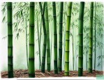 佛肚竹与罗汉竹哪个好
