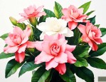 达摩栀子花的养殖方法