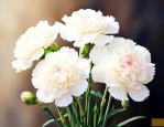 白康乃馨花花语是什么