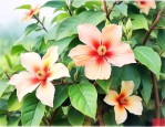 八月瓜的花是什么样子