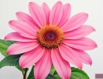 粉色太阳花花语是什么