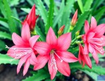 虎皮令箭花的养殖方法
