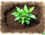 土层薄适合种什么植物