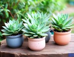 绿植肉肉怎么养殖方法