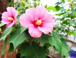 芙蓉花泡酒有什么作用