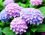 无尽夏绣球花语是什么
