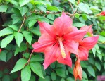 灯笼花爬藤植物怎么养