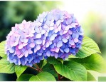绣球属于灌木还是花卉
