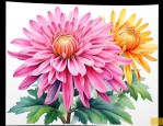 zb1花名为什么叫菊