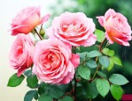 雨季月季花的养殖方法