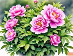 2025年芍药花特点是什么