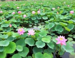山东水生绿化植物价格