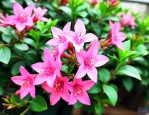 花叶络石怎么养出彩色