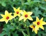 黄秋葵干花多少钱一斤