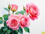 小布月季花什么时候开