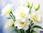 洋桔梗白色花语是什么
