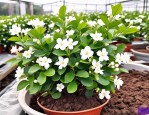 2025年茉莉花用啥土好养