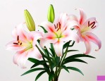 新买的百合花怎么醒花