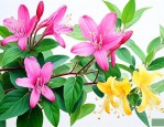 金银花和忍冬藤哪个好