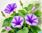 2025年有关牵牛花的信息