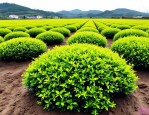 2025年大叶黄杨栽植要点