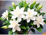 栀子花养殖技巧和方法