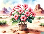 沙漠玫瑰栽培方法