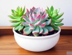 家里可以养多肉植物吗