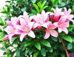 怎么养九里香才能快点开花