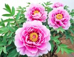 牡丹花可以浇茶叶水吗