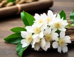 吉林人参花多少钱一斤