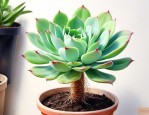 培育多肉植物扦插方法