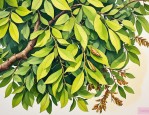 2025年吃香樟树叶的虫子