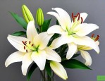 送男士百合花代表什么意思