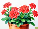 夏天长寿花的养殖方法