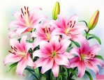 百合花读后感600字